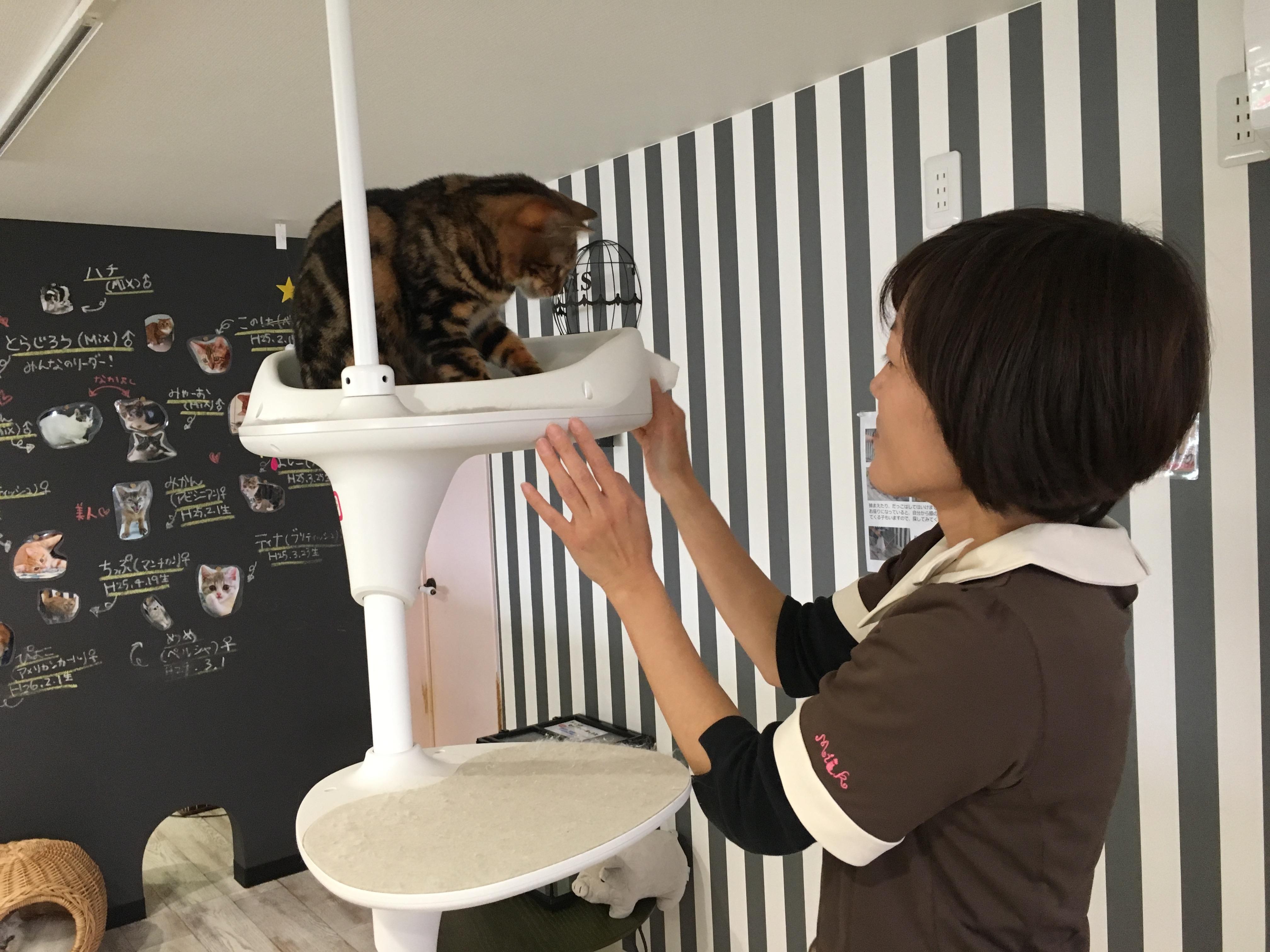 猫カフェ　犬カフェ　爬虫類カフェもやってます