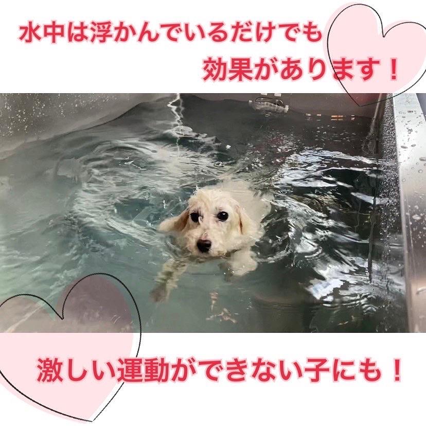 水中トレーニングの様子です。