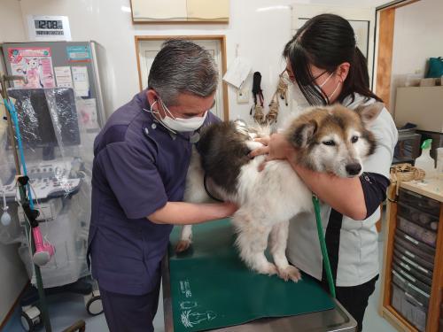 ハッピーハウス動物診療所：動物看護師（正社員）