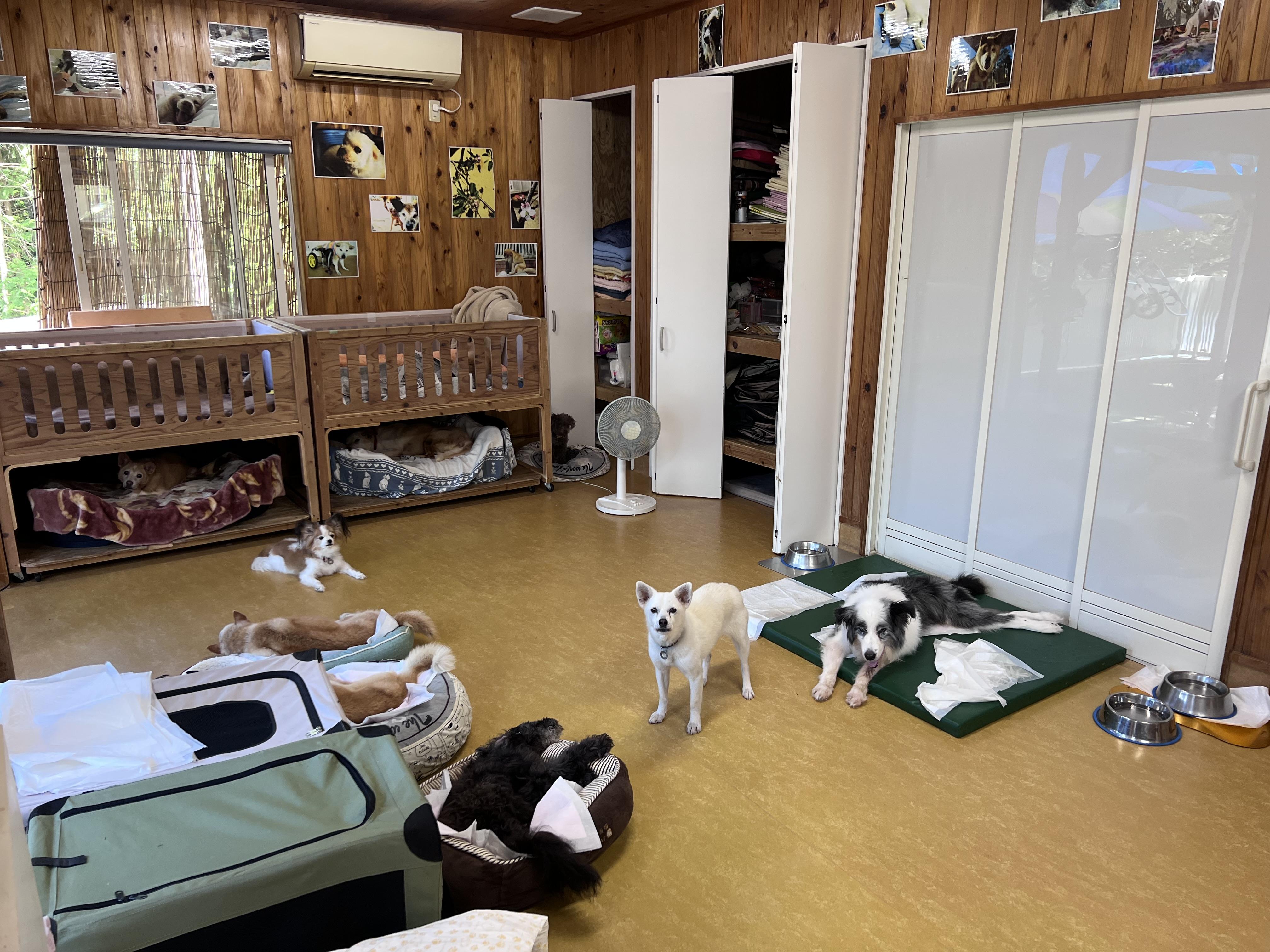 高齢や病気の犬の部屋です。