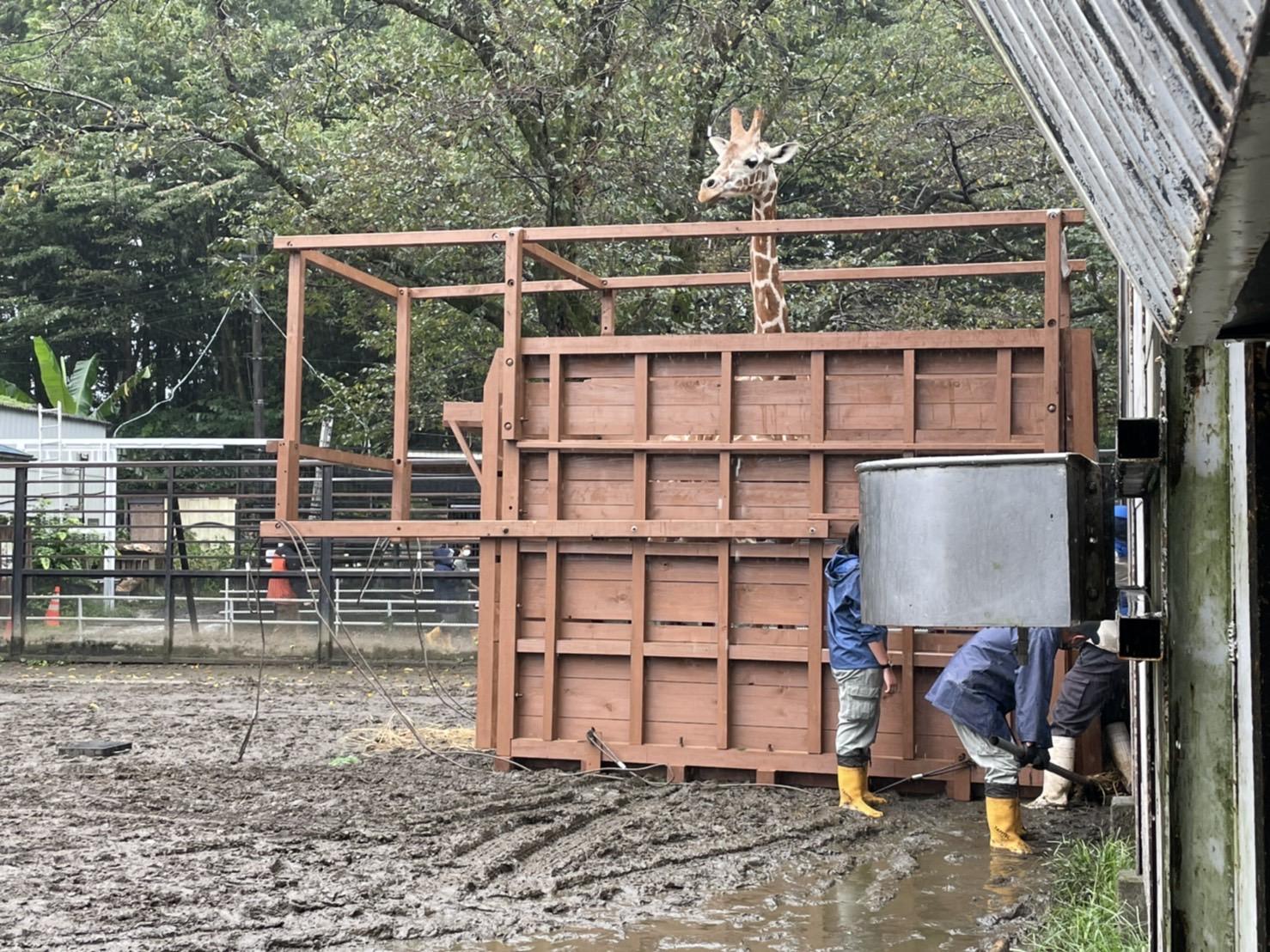 獣医師として動物園から動物園への運搬サポート。世界の動物園へのロジスティックに関わることがあります。