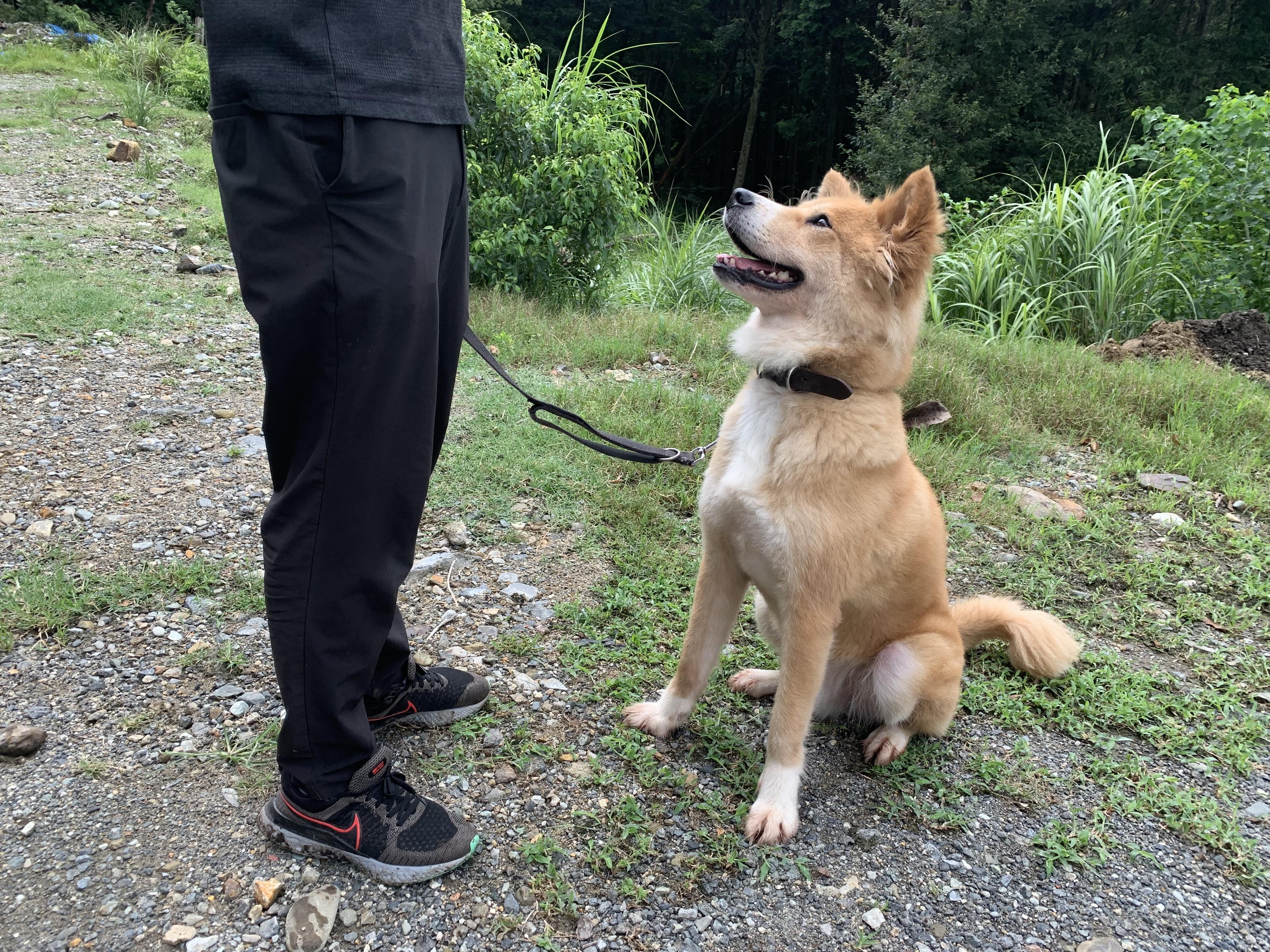 ハッピーハウス：犬の訓練士（正社員）