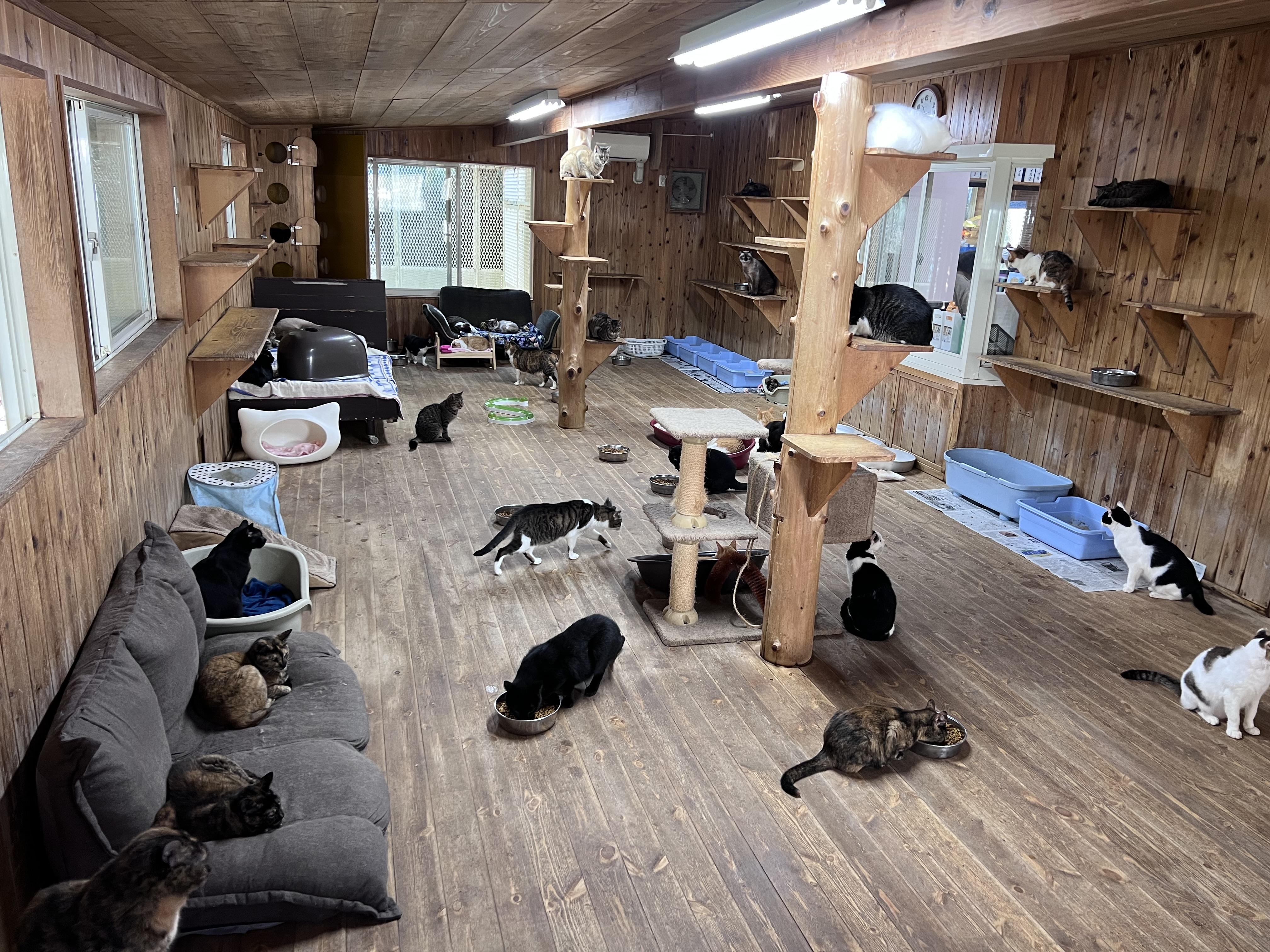 猫の部屋です。常時100匹ほど保護しています。