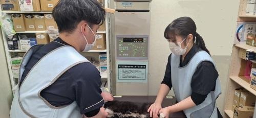 レントゲン撮影中の獣医師と看護師