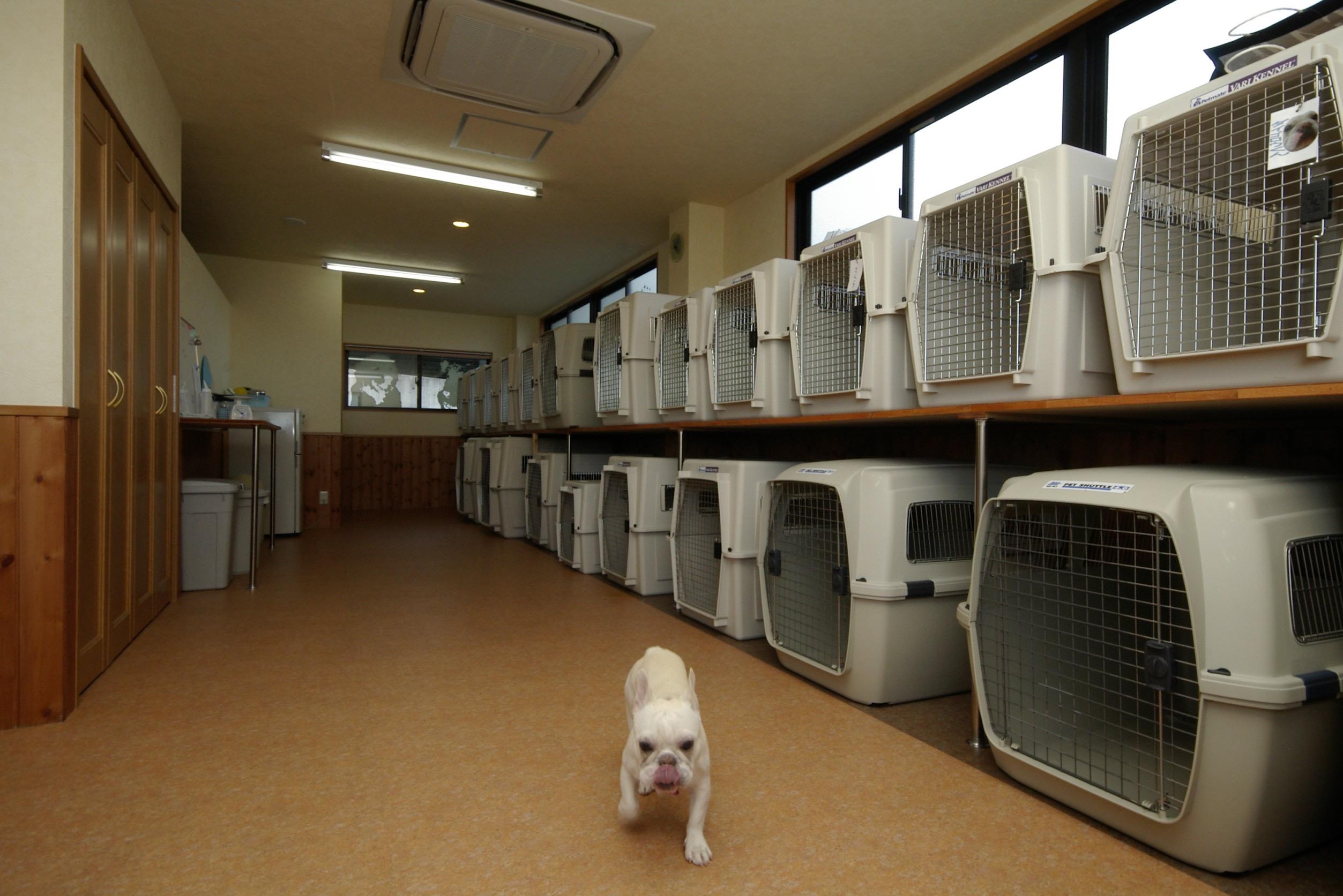 ワンちゃんたちはそれぞれ犬舎で休憩やお泊まりします