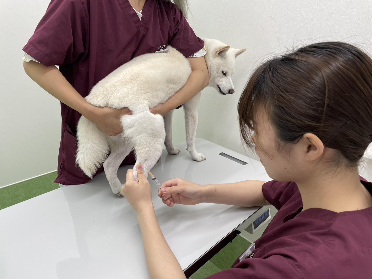 さいたま市岩槻区で愛玩動物看護師を募集！新規開業！