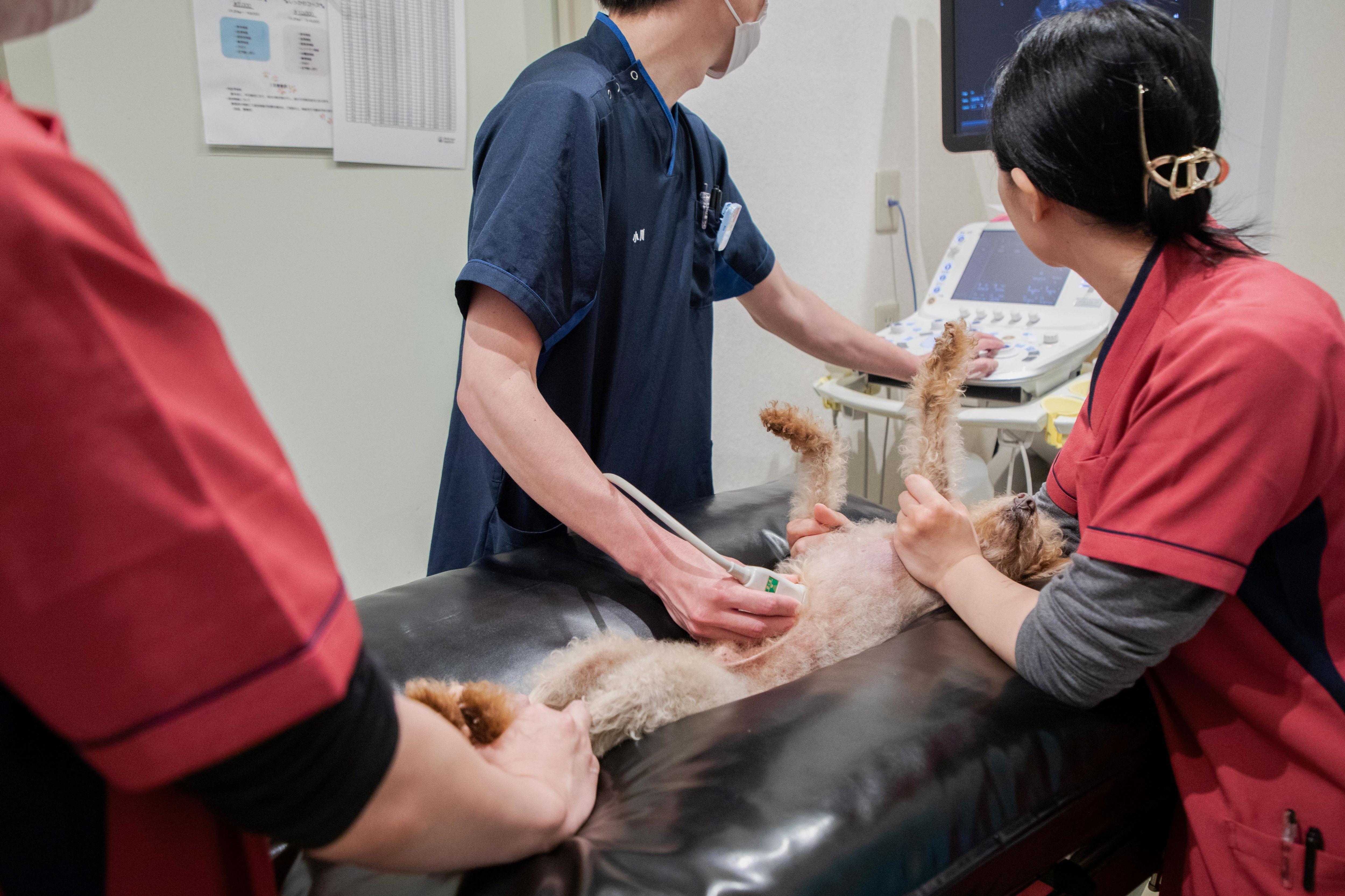 様々な症例を診察する1.5次病院の動物看護師／完全週休2日制