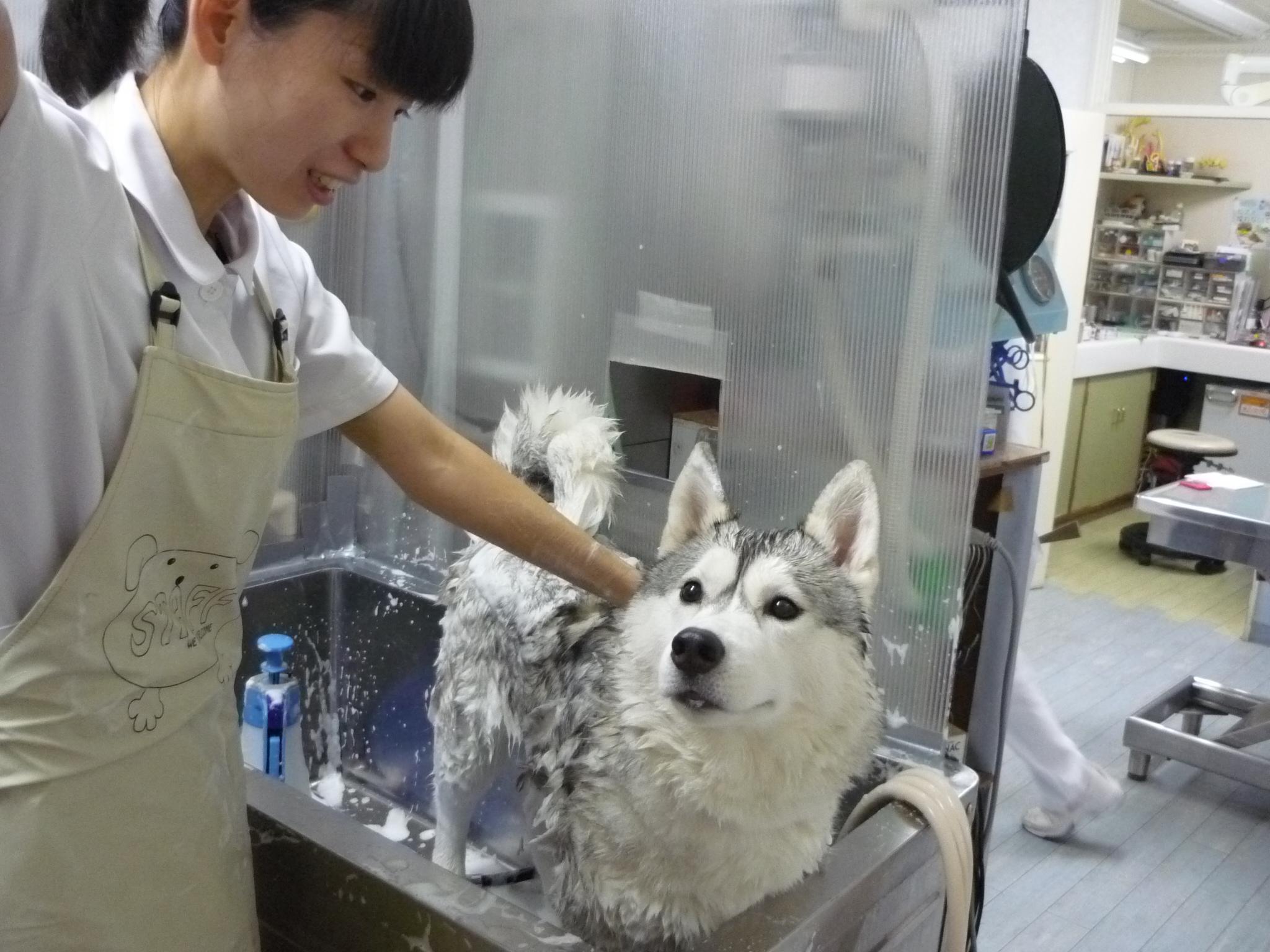 シャンプーの様子です。