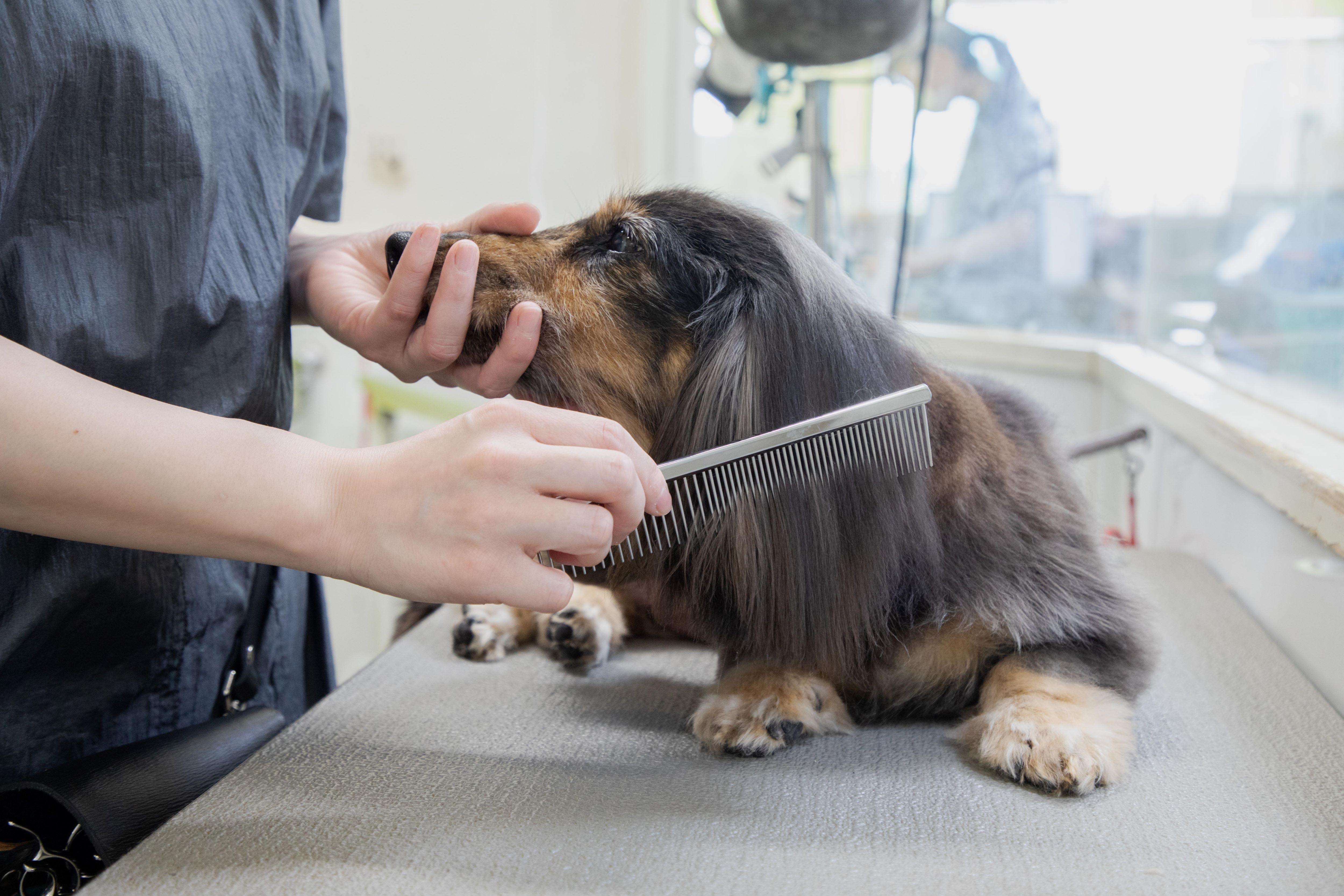 専門性を身につける1.5次動物病院のトリマー