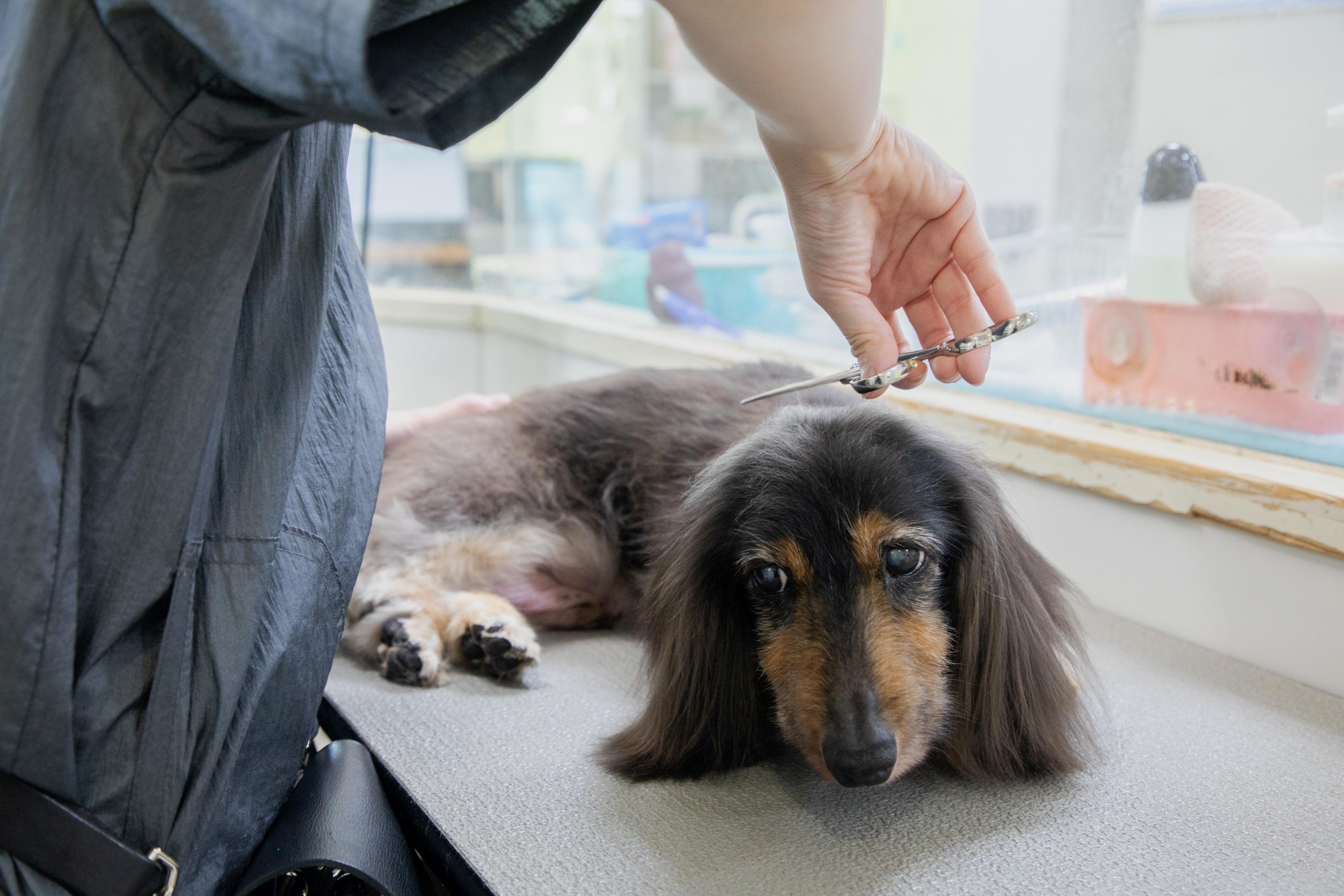 高齢犬のトリミング