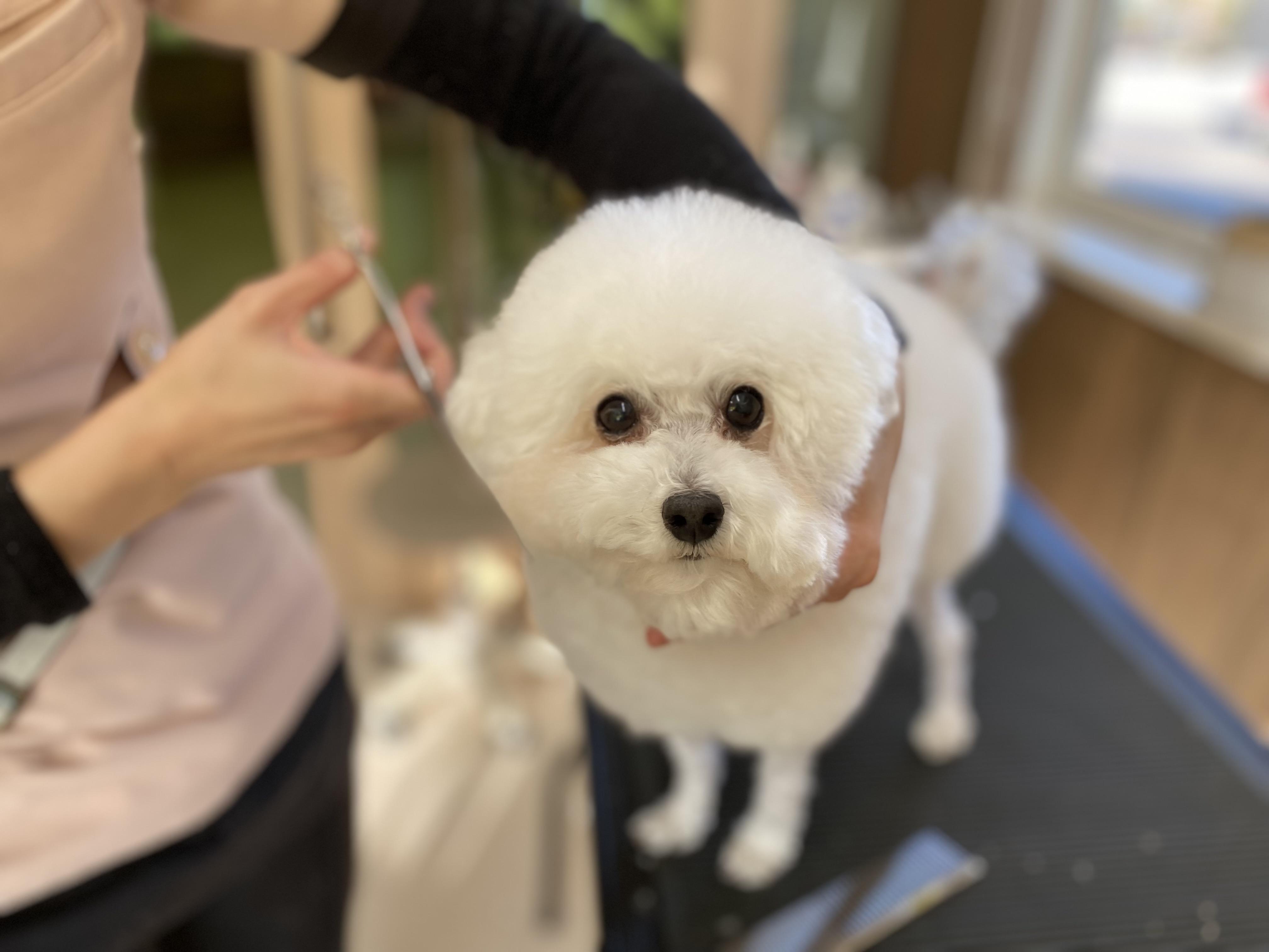 トリマーさん募集！東郷ららぽーと近くの動物病院併設サロン♡