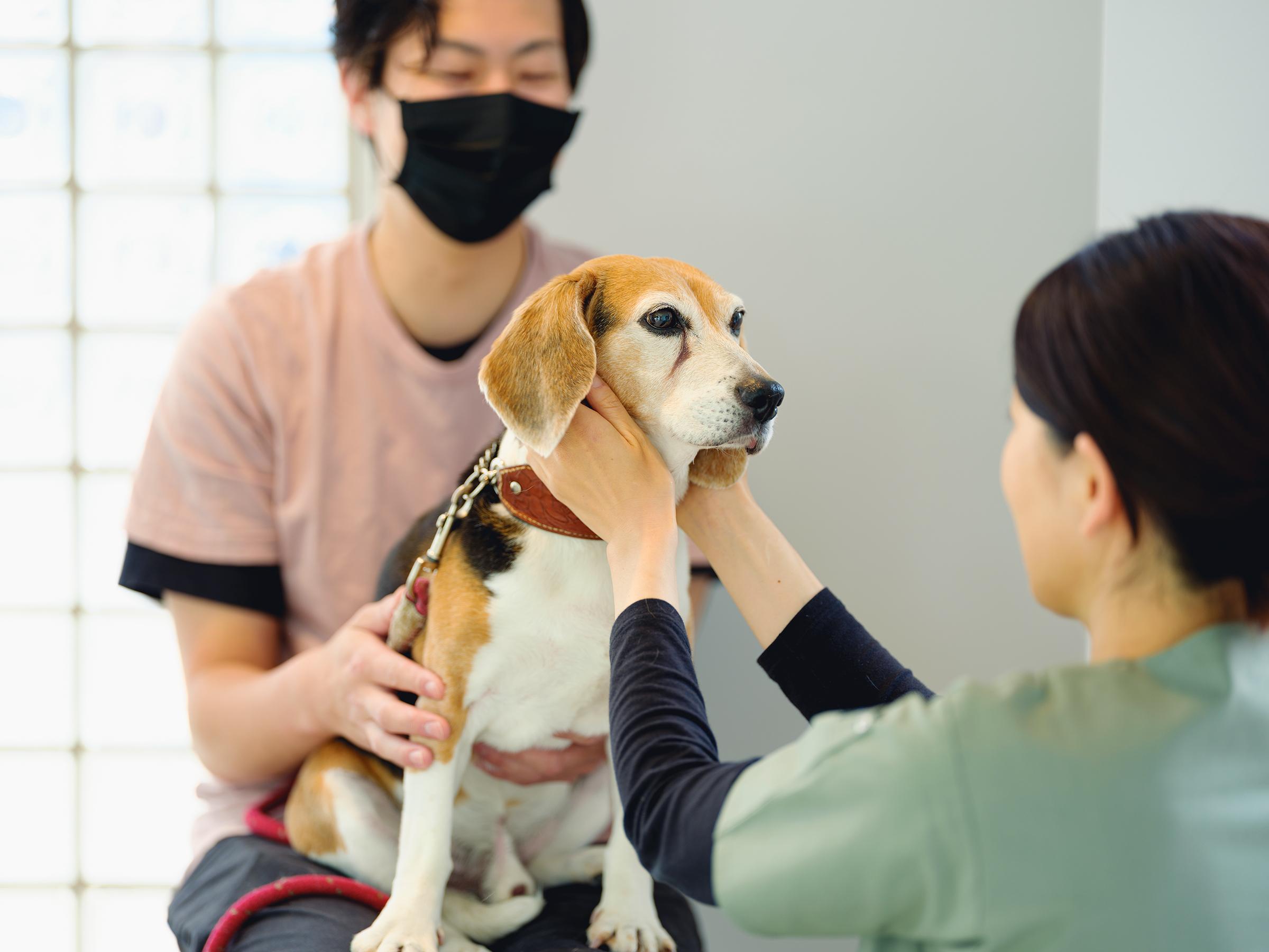 名古屋院増院のため獣医師積極募集中！