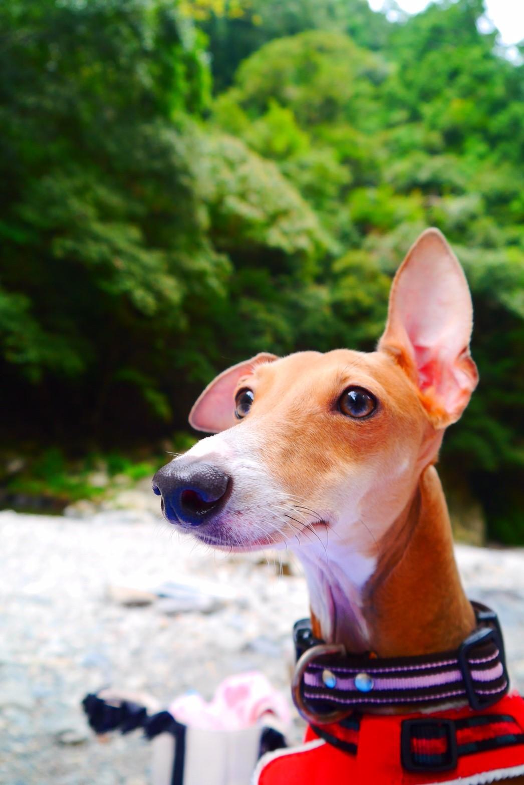 自宅のおうちの子たち（動物）と一緒に同伴出勤可能です