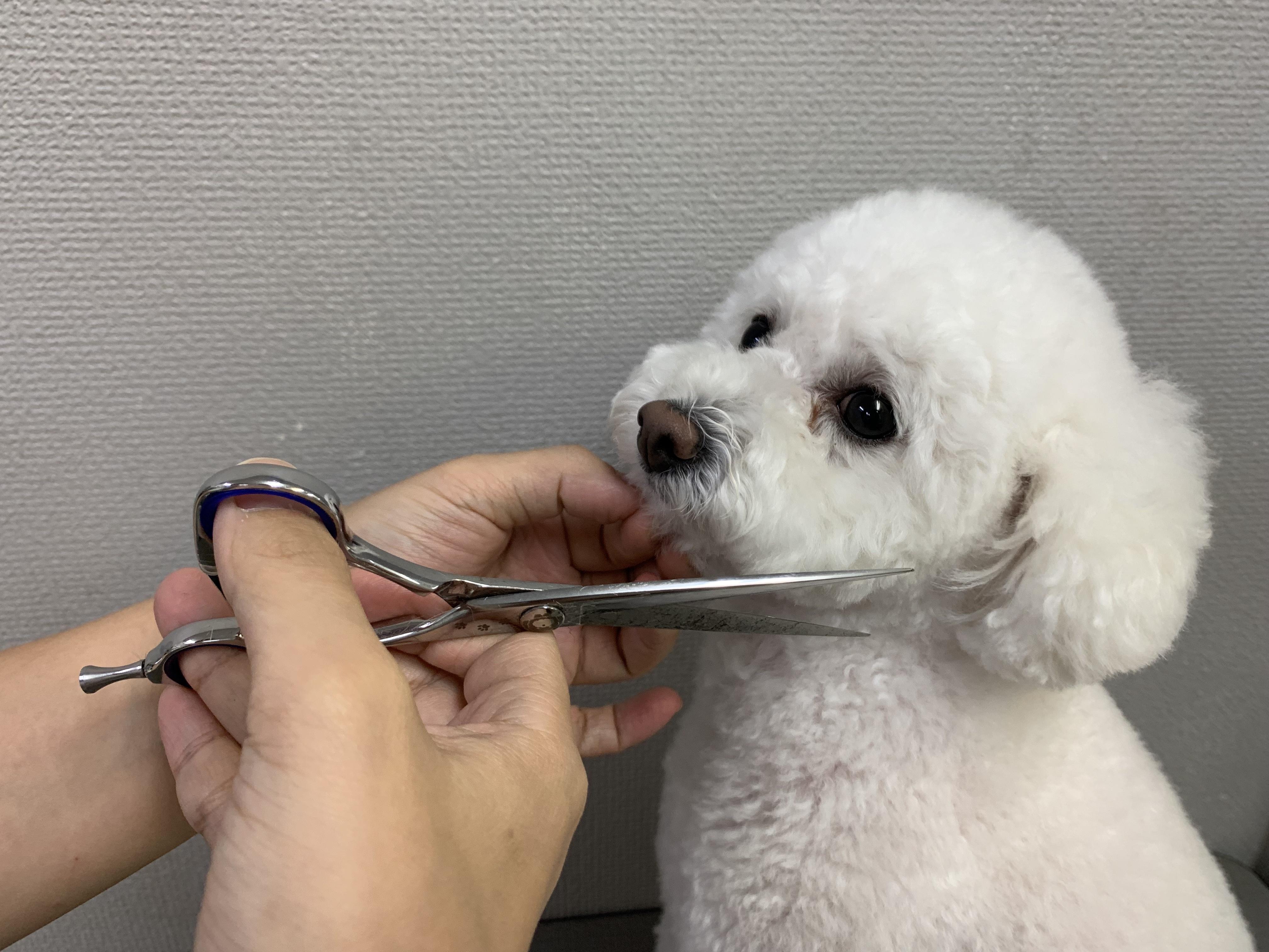 目黒区で働くトリマーさん募集中