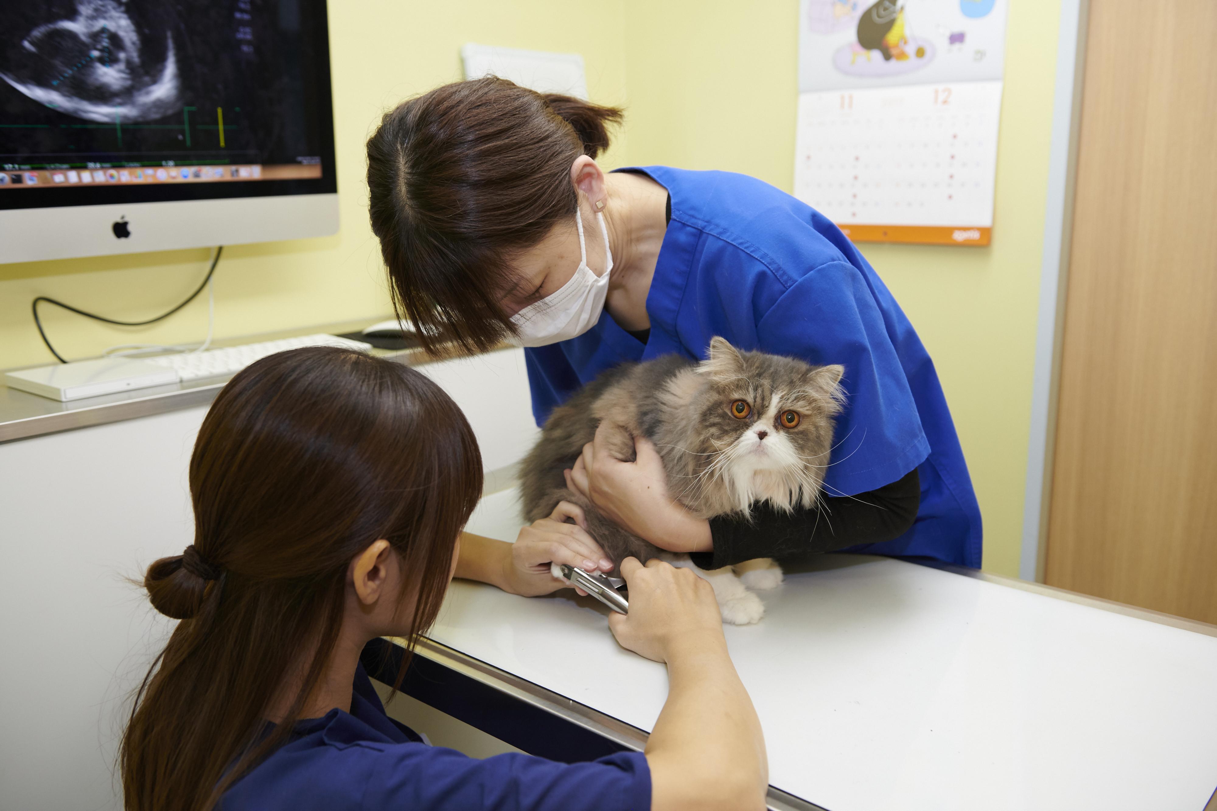 個室の診察室では猫の処置も安心して行えます。