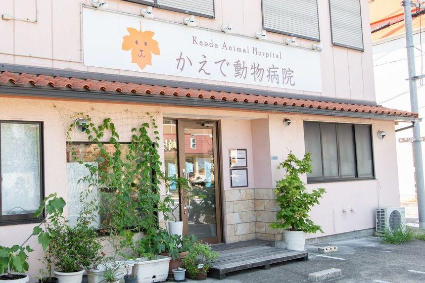 かえで動物病院｜週2日〜OK！既卒獣医師 募集中