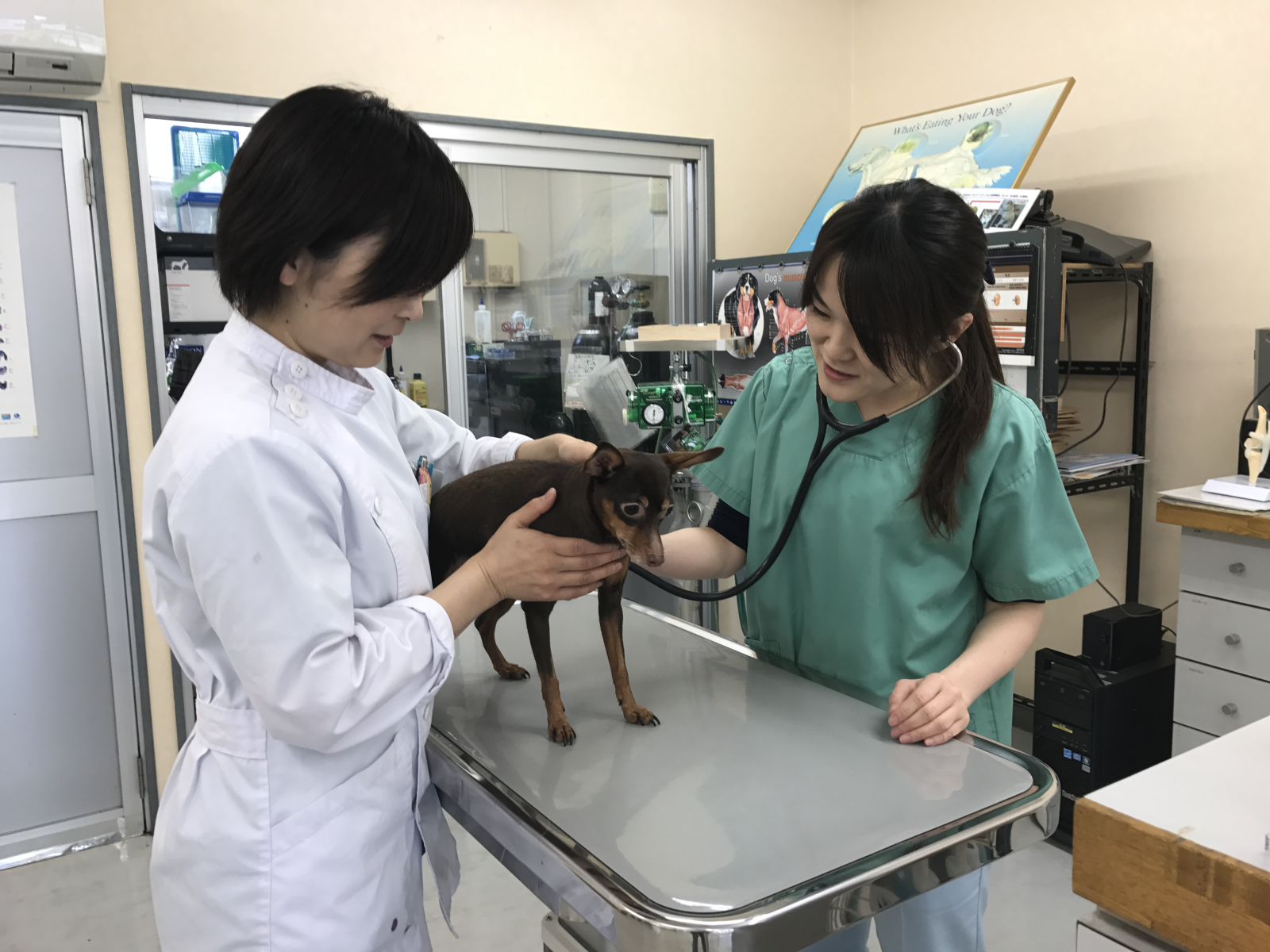 動物看護士募集