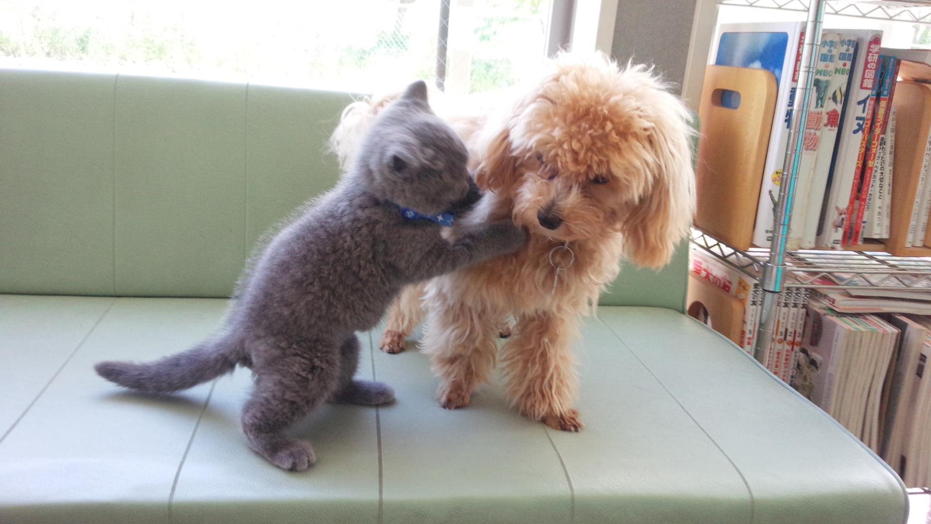 動物病院スタッフ募集！