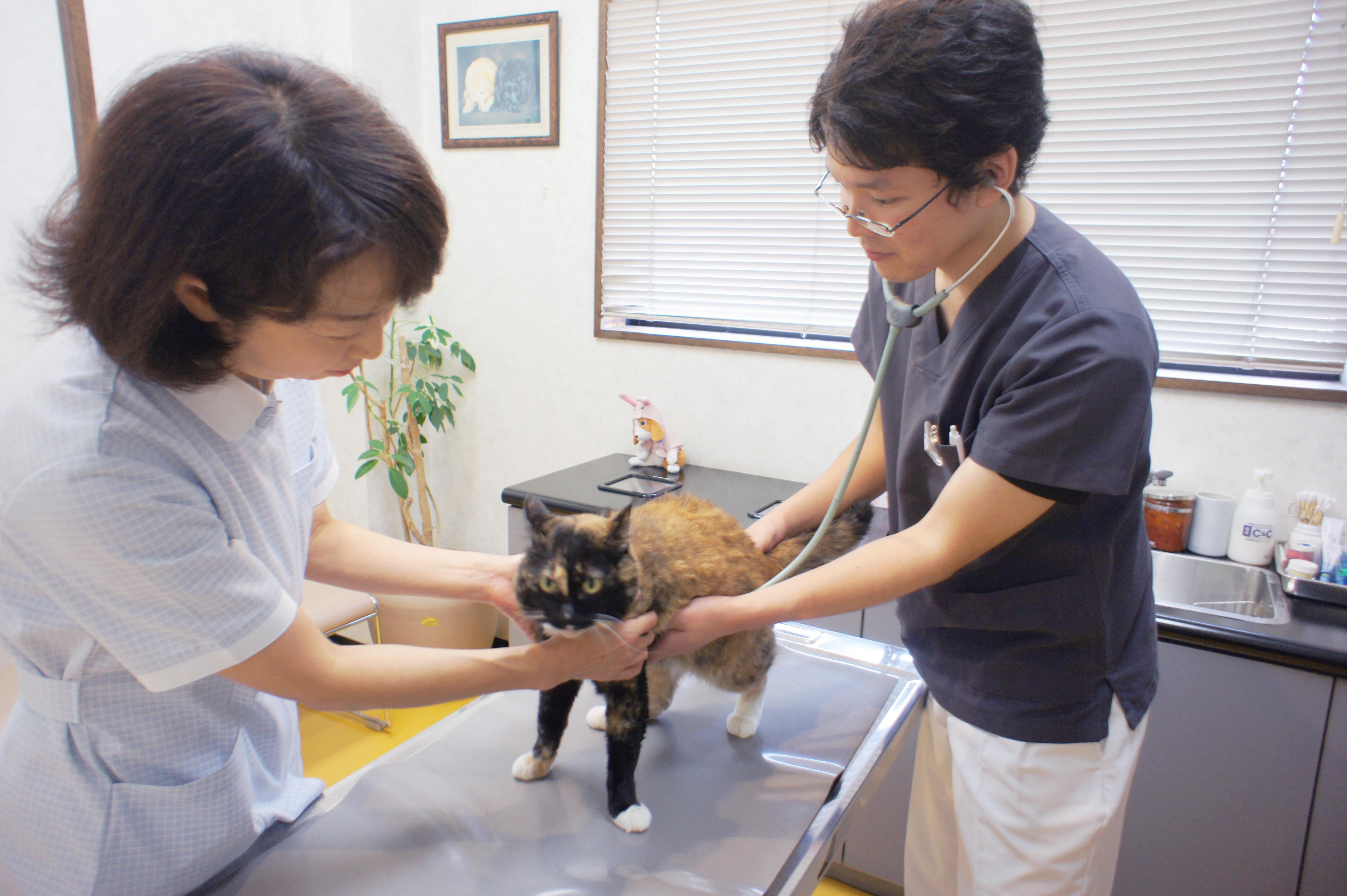 【愛玩動物看護師募集】静岡県浜松市の動物病院です。