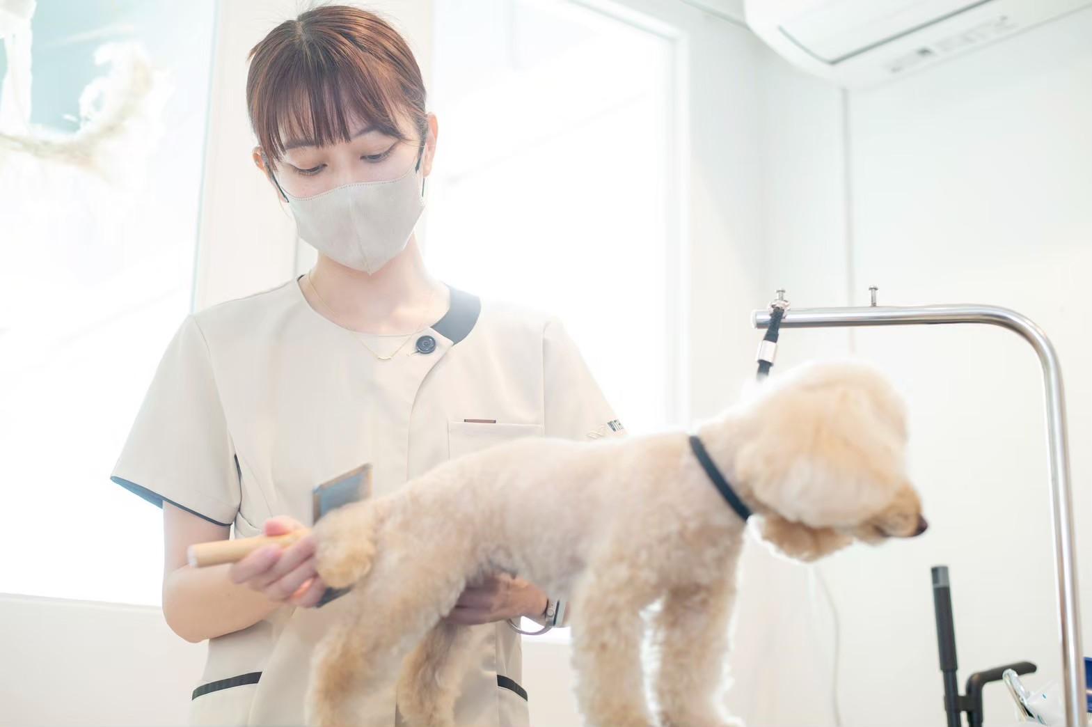代官山　看護師兼トリマー