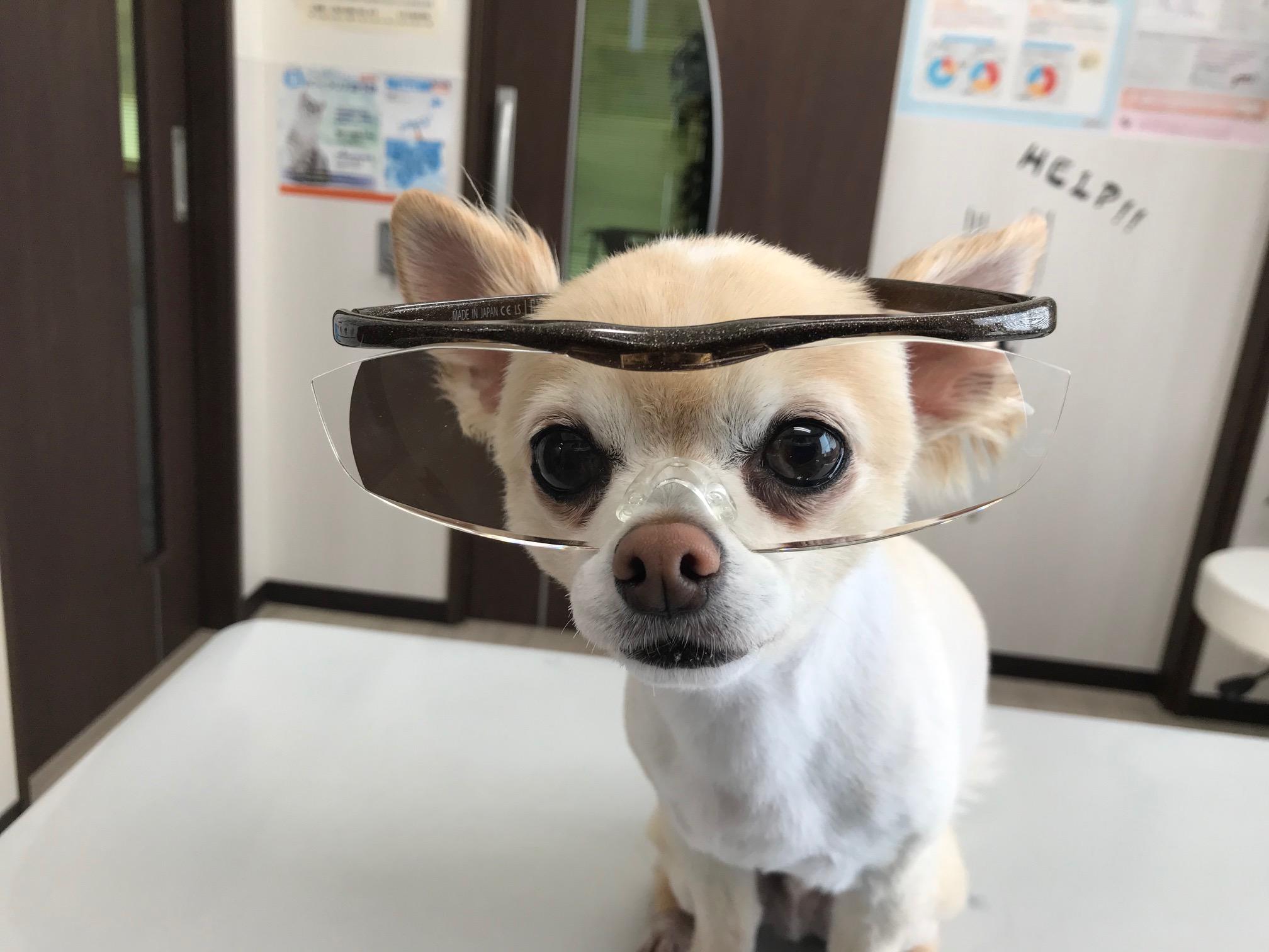 看板犬