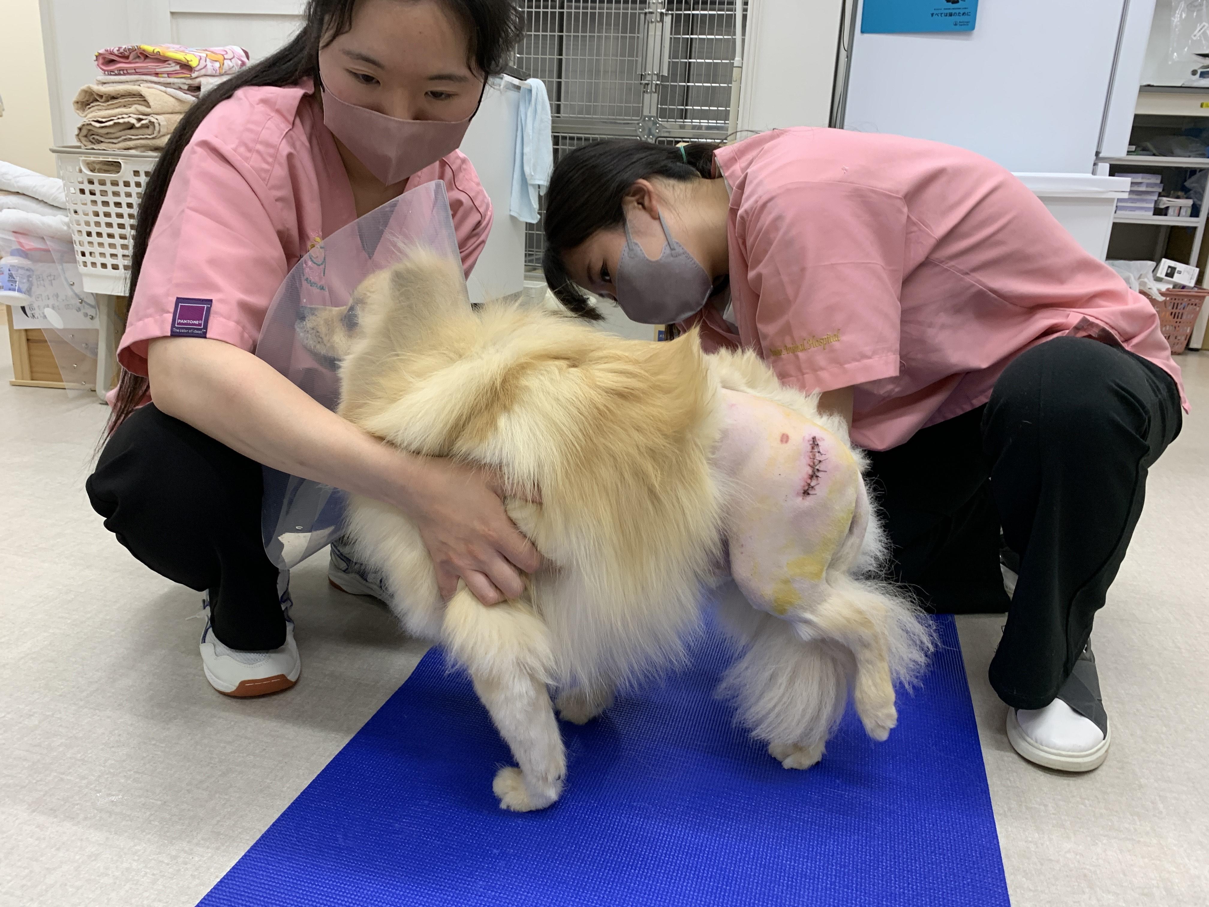 【土浦市】 経験者　愛玩動物看護師(正社員) 募集！