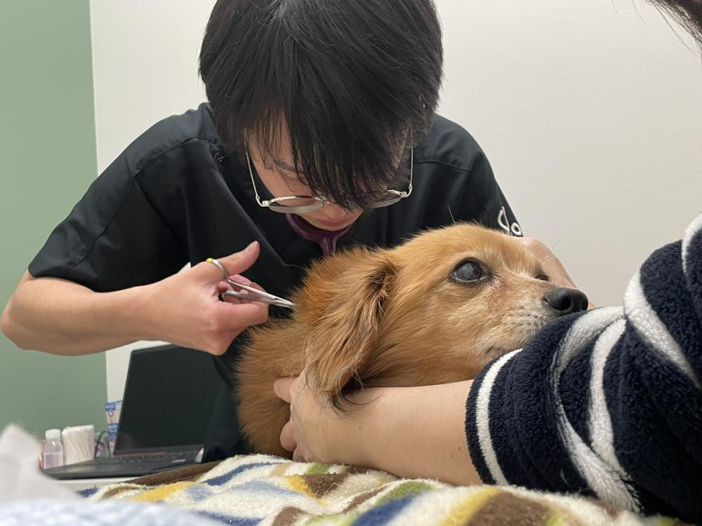 株式会社and Vet