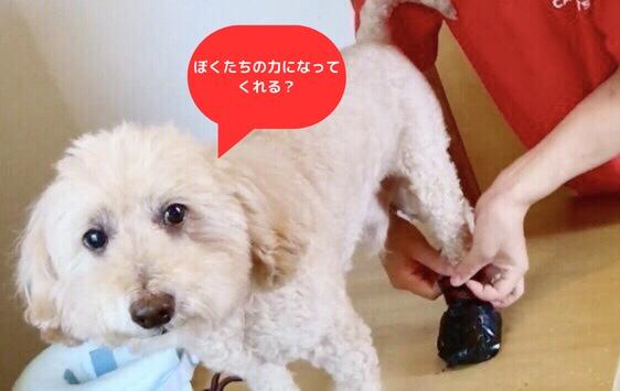 CARE PETS - ケアペッツ - 鎌倉