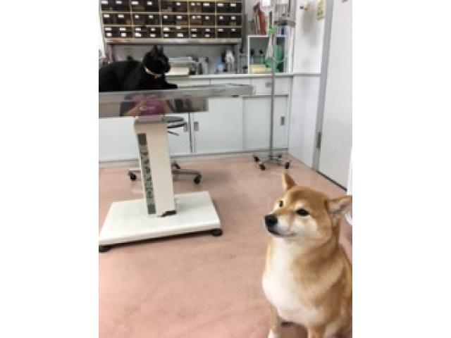 まえざわどうぶつ病院