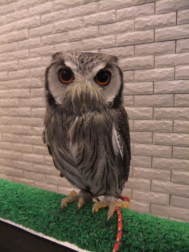 はなはた動物病院