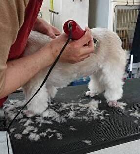 レックスランド　老犬介護ホーム