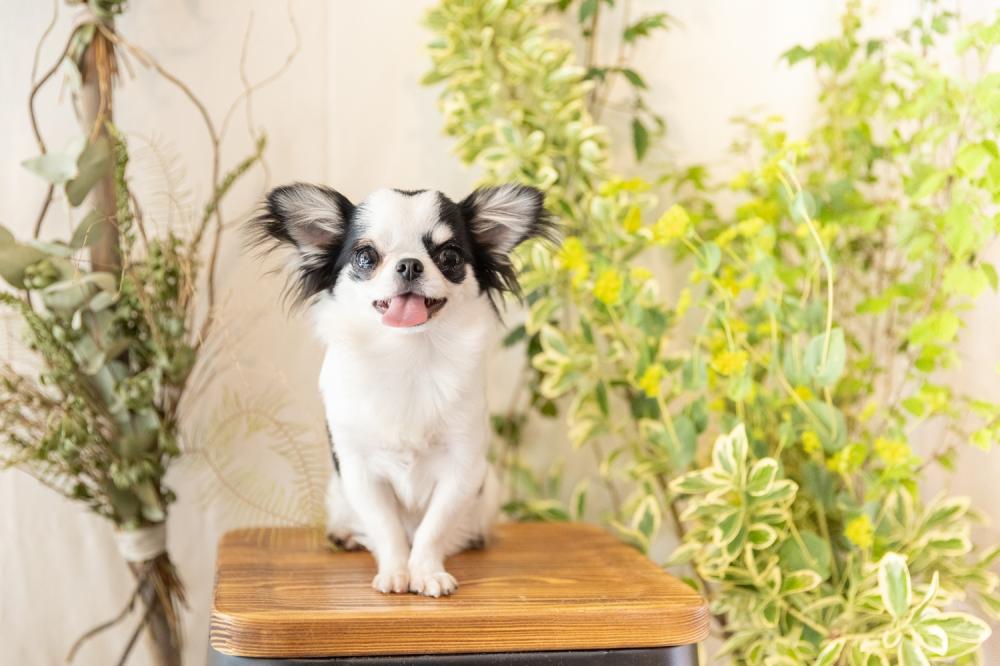 DOGSALON DLOOP