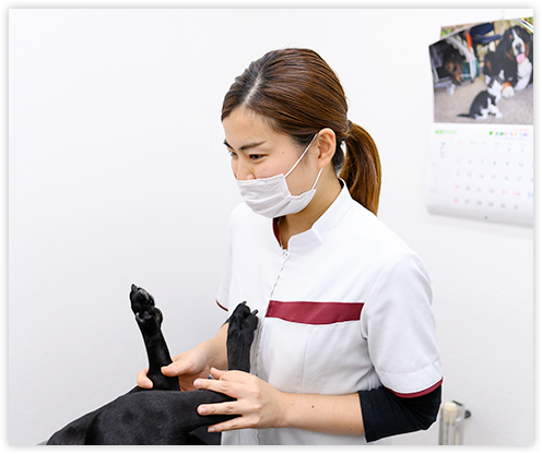 新卒採用！動物看護師募集中！【宇治市槇島町】
