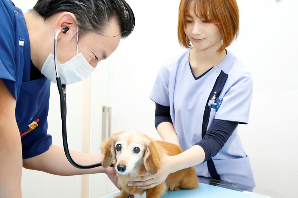 動物看護師募集｜任される経験と、専門性を伸ばせる環境を