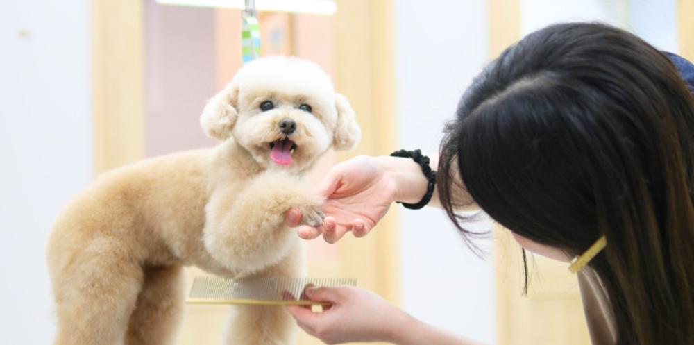 トリマー募集【中山駅】Salon de ichiko
