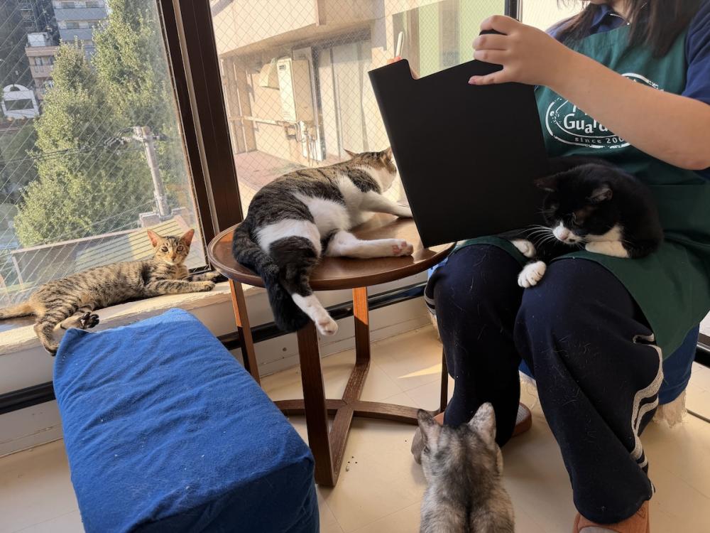 【保護猫カフェ・保護猫シェルター】飼育スタッフ(豊島区大塚)