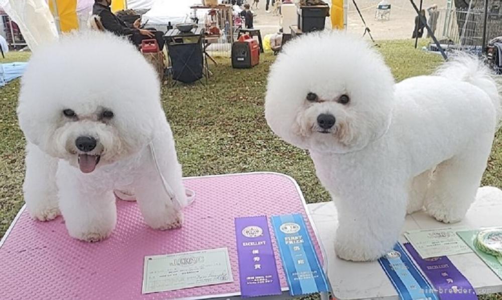 トリマーさん大募集！【急募！！】チャンピオン犬多数在舎♪