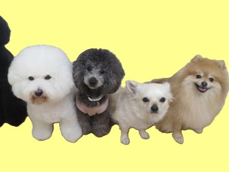 動物病院のトリマーさん募集（アルバイト・パート）【急募】