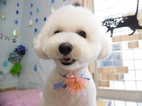 【社保完備・日曜定休】長野県トリミングサロンPaw　トリマー
