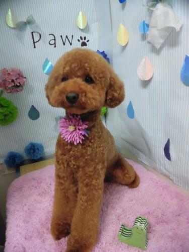 【社保完備・日曜定休】長野県トリミングサロンPaw　トリマー