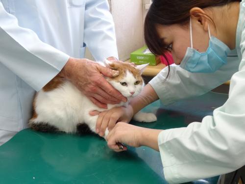 動物看護師募集