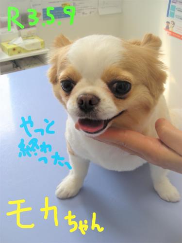 トリマーさん募集　パート勤務