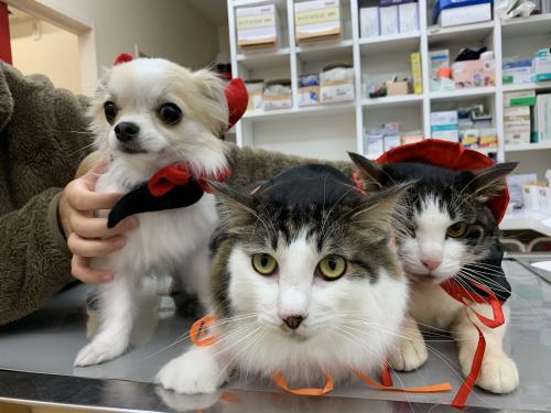病院の看板犬猫たち