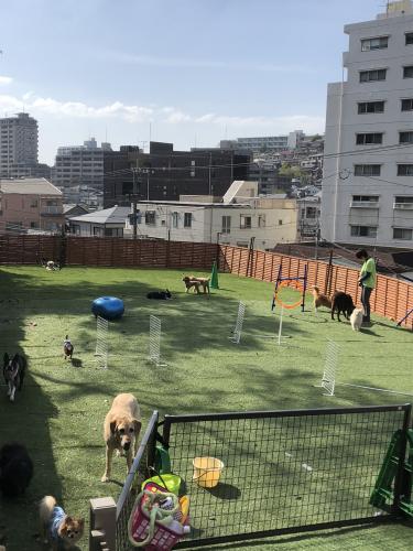 犬の保育園【トリマー、トレーナー等】パート募集