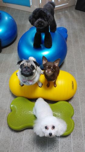 犬の保育園【トリマー、トレーナー等】パート募集