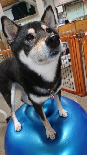 犬の保育園【トリマー、トレーナー等】パート募集