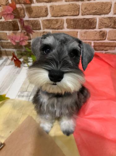 犬の保育園【トリマー、トレーナー等】パート募集