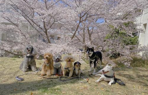 神戸市犬の幼稚園・ペットホテルでトリマーさん募集中！