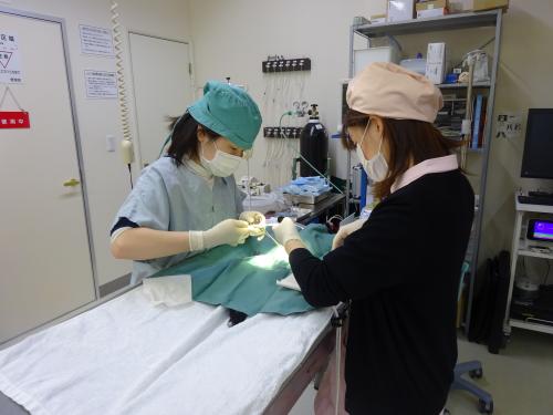名古屋市天白区 しっぽ動物病院　動物看護師募集中！