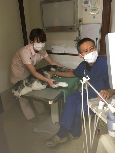 【社保完備】立川市おおにし動物病院　獣医師募集